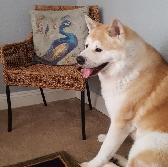 Hello! 🦊🐶 - Picture 5 of 7